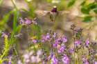 USA, New Mexico. Male calliope hummingbird in flight. Art Print